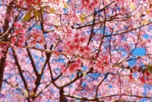 Spring Blossoms