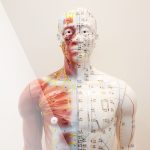 The 12 Meridians of the Body Explained